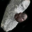 Rare Red Phacops Trilobite - Hmar Lakhdad, Morocco #25268-2
